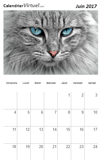 Image de chat gris aux yeux bleus
